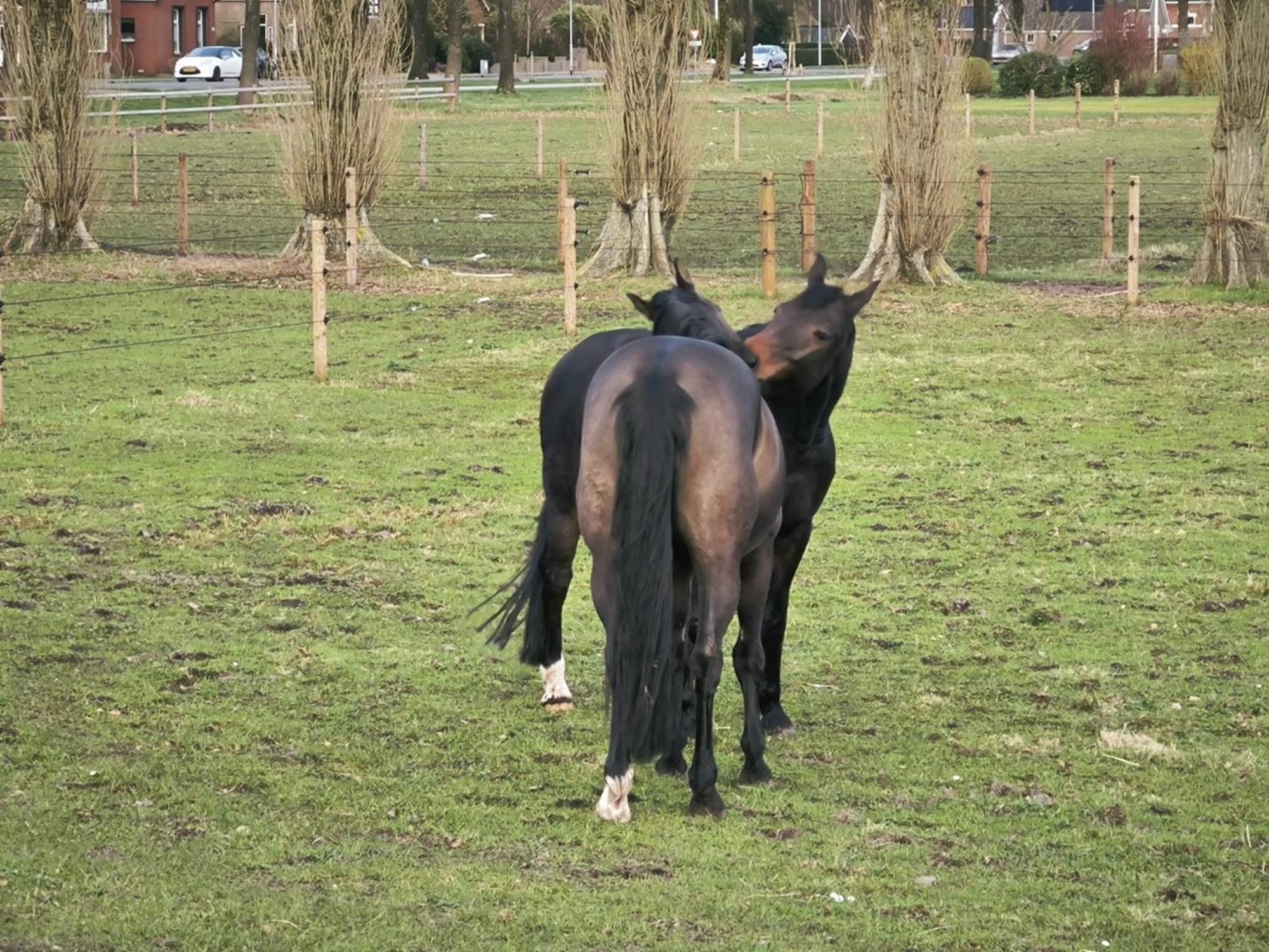 De Cordobahoeve Tweede Exloermond Exterior foto